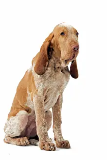 Greyhounds: Italian hound
