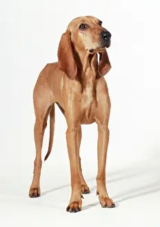 Italiano: Italian Hound / Segugio Italiano DOG
