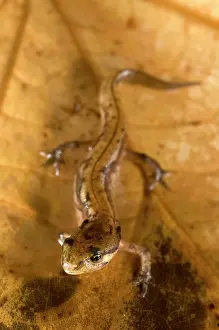 Italicus: Italian newt - young