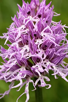 Italica: Italian Orchid, or Naked Man Orchid