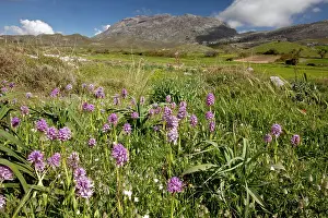 Italica: Italian Orchids - on Gious Kambos plateau