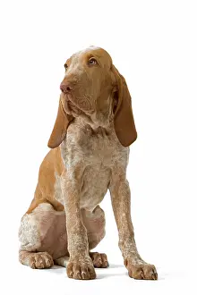 Italiano: Italian Pointer