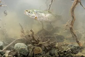 Cypriniformes: Italian riffle dace (Telestes muticellus) in its
