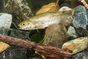Cypriniformes: Italian riffle dace (Telestes muticellus) in its