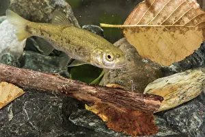 Cypriniformes: Italian riffle dace (Telestes muticellus) in its