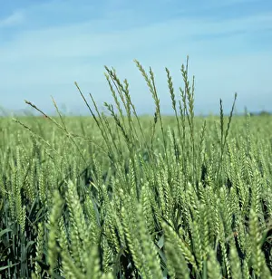 Lolium: Italian ryegrass in wheat crop
