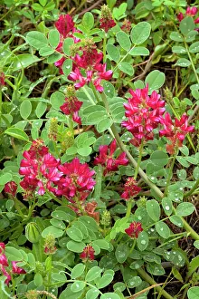 Honeysuckle: Italian Sainfoin or French Honeysuckle - legume