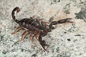 Sting: Italian Scorpion in attack pose