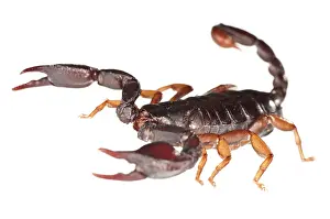 Scorpions: Italian Scorpion in attack position