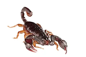 Scorpions: Italian Scorpion in attack position