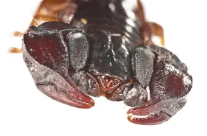 Sting: Italian scorpion (Euscorpius italicus) on the white background
