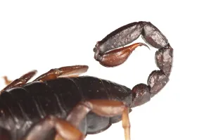 Sting: Italian scorpion (Euscorpius italicus) on the white background