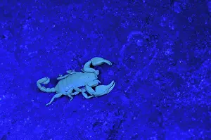 Sting: Italian Scorpion under UV light