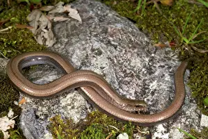 Michele Menegon: Italian Slow Worm - female
