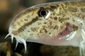 Spined: Italian Spined Loach