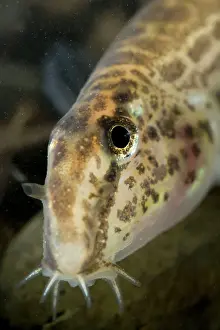 Spined: Italian Spined Loach