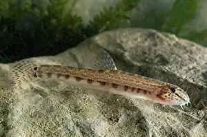 Spined: Italian Spined Loach