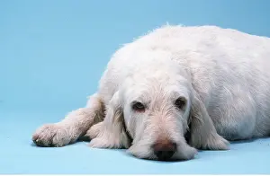 Spinone: ITALIAN SPINONE DOG