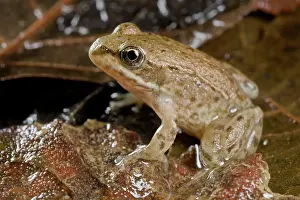 Italica: Italian Stream Frog