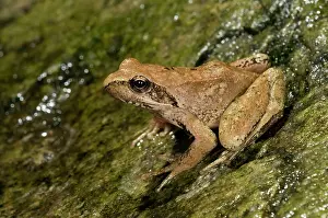 Italica: Italian Stream Frog