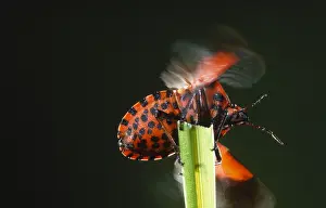 Shield: Italian Striped-bug (Graphosoma italicum) about