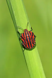 Blade: Italian striped-bug (Graphosoma lineatum) basking