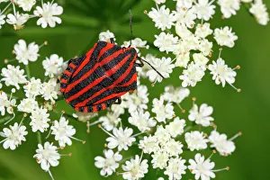 Umbellifer: Italian striped-bug (Graphosoma lineatum) sitting