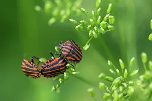 Graphosoma: Italian striped-bugs (Graphosoma italicum) during