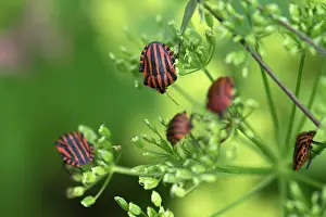 Umbellifer: Italian striped-bugs (Graphosoma italicum) on a