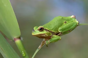 Intermedia: Italian Tree Frog