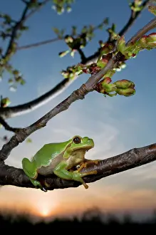 Intermedia: Italian Tree Frog - female at dusk