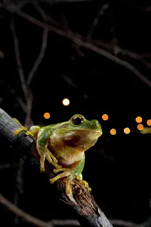 Intermedia: Italian Tree Frog - in habitat - at night