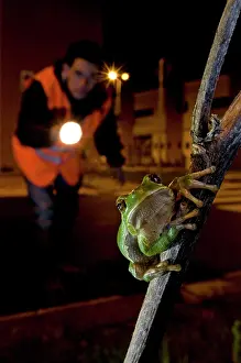Torch: Italian Tree Frog - Herpetologist observing a treefrog