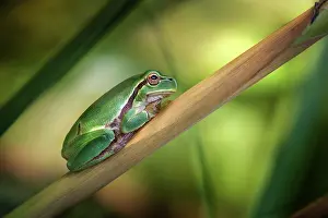 Arborea: Italian Tree Frog (Hyla intermedia) resting, Luzzara