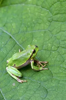 Intermedia: Italian Tree Frog - on leaf