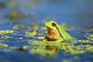 Intermedia: Italian Tree Frog - male in a pond