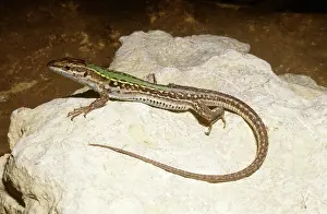 Podarcis: Italian Wall Lizard