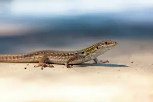 Crawl: Italian Wall Lizard