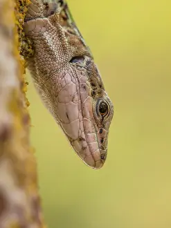 Crawl: Italian Wall Lizard