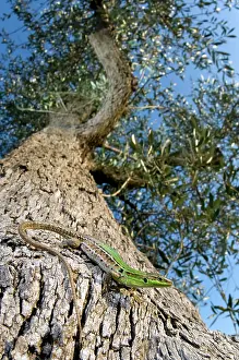 Istanbul: Italian Wall Lizard - female on an olive tree