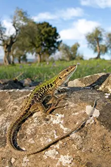 Podarcis: Italian Wall Lizard - in habitat - male