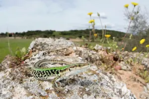 Podarcis: Italian Wall Lizard - in habitat - male