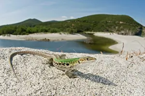 Podarcis: Italian Wall Lizard - male in habitat