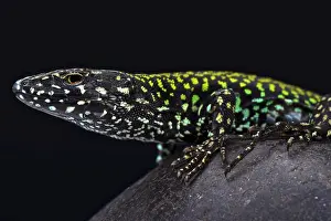 Podarcis: Italian wall lizard (Podarcis muralis nigriventris)