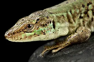 Physiological: Italian wall lizard (Podarcis sicula bagnolensis)