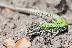 Podarcis: Italian Wall / Ruin Lizard