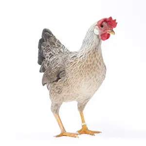 Italienne: Italienne Chicken Hen