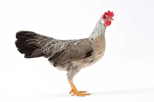 Italienne: Italienne Chicken Hen