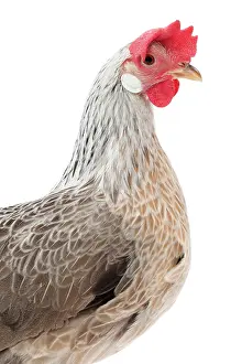 Italienne: Italienne Chicken Hen