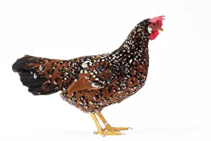 Italienne: Italienne Chicken Hen